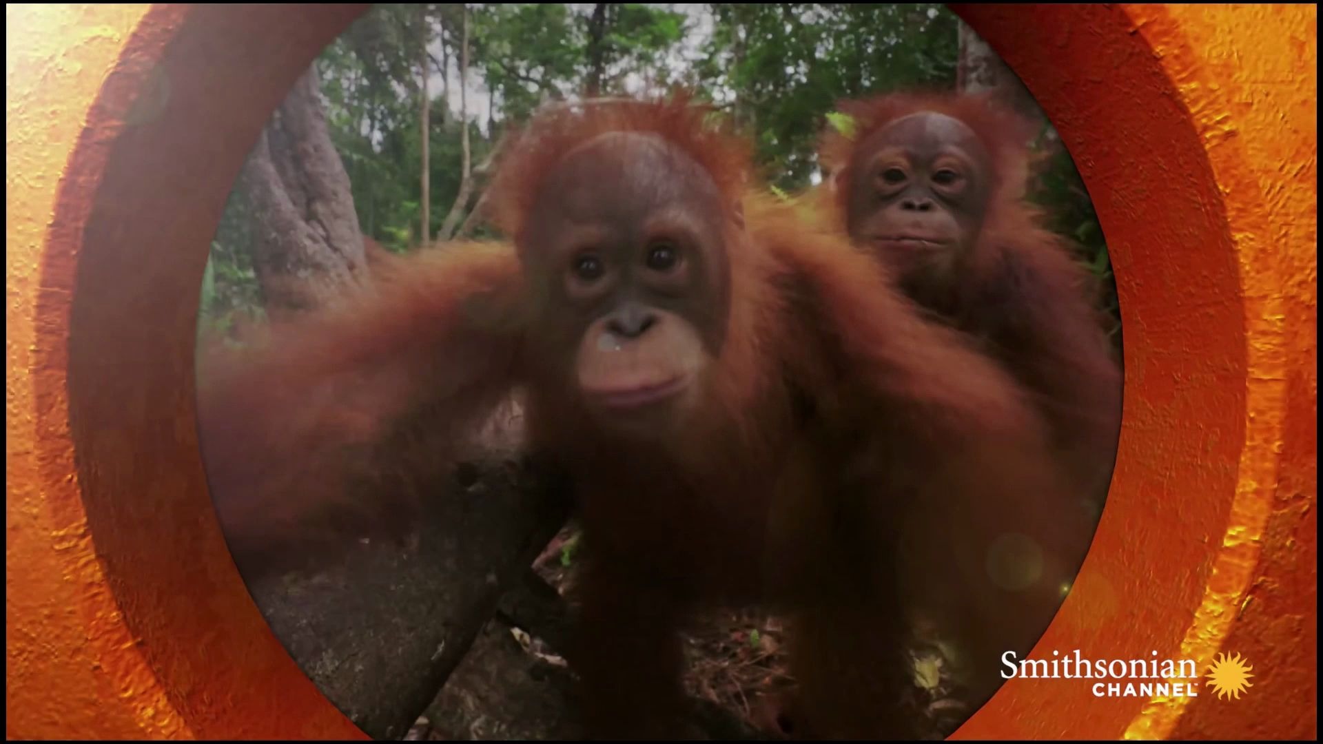 【Youtube】【英文字幕】猩猩丛林学校:动起来Orangutan Jungle School: Movin' on Up哔哩哔哩bilibili