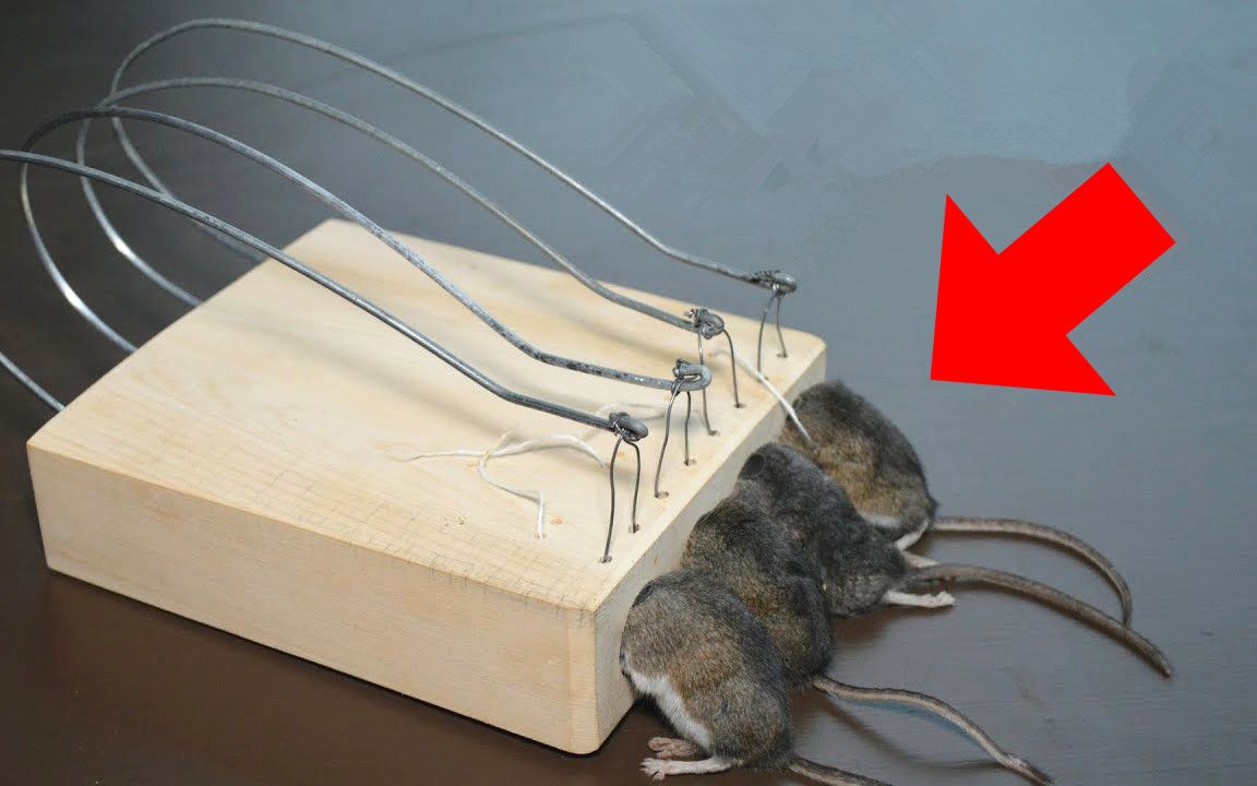 自制捕鼠工具图片