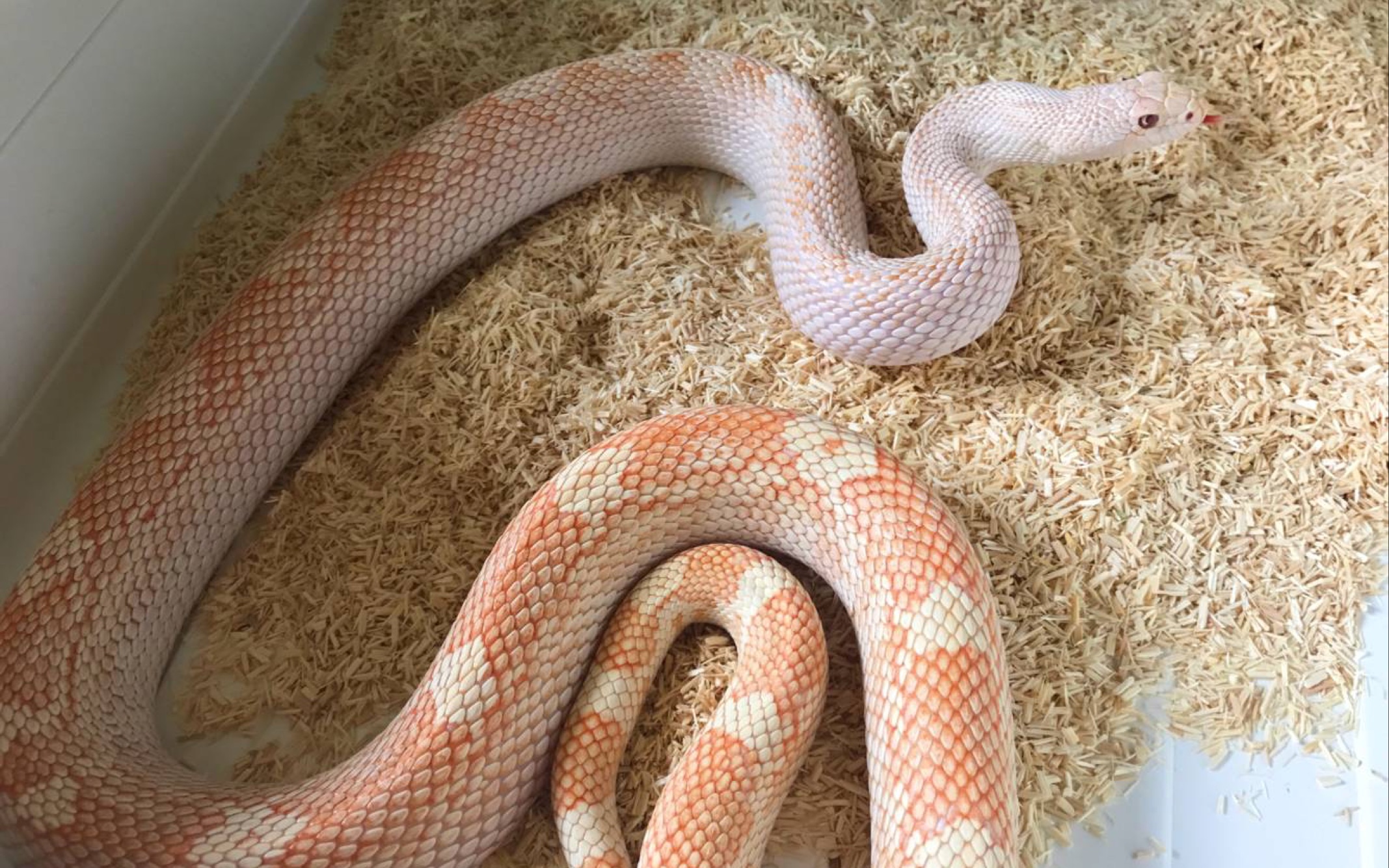 第二批布鲁克 斑节王开箱_哔哩哔哩 (゜-゜)つロ 干杯~-bilibili