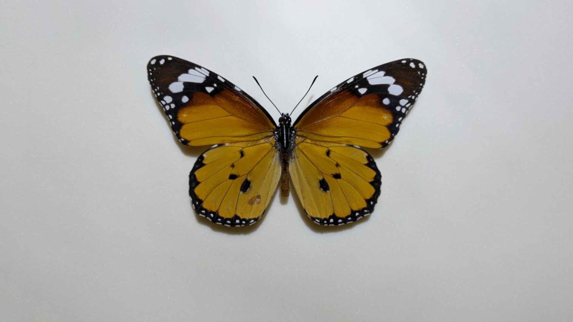 【标本记录】蝴蝶(8):金斑蝶