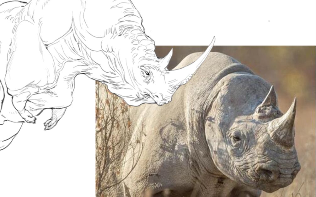 基于朋友发的无耳犀牛图画的犀牛龙