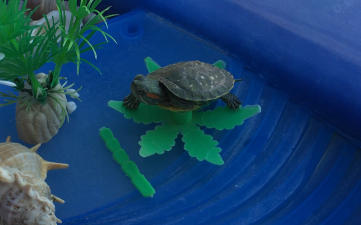 巴西龟的晒背日常