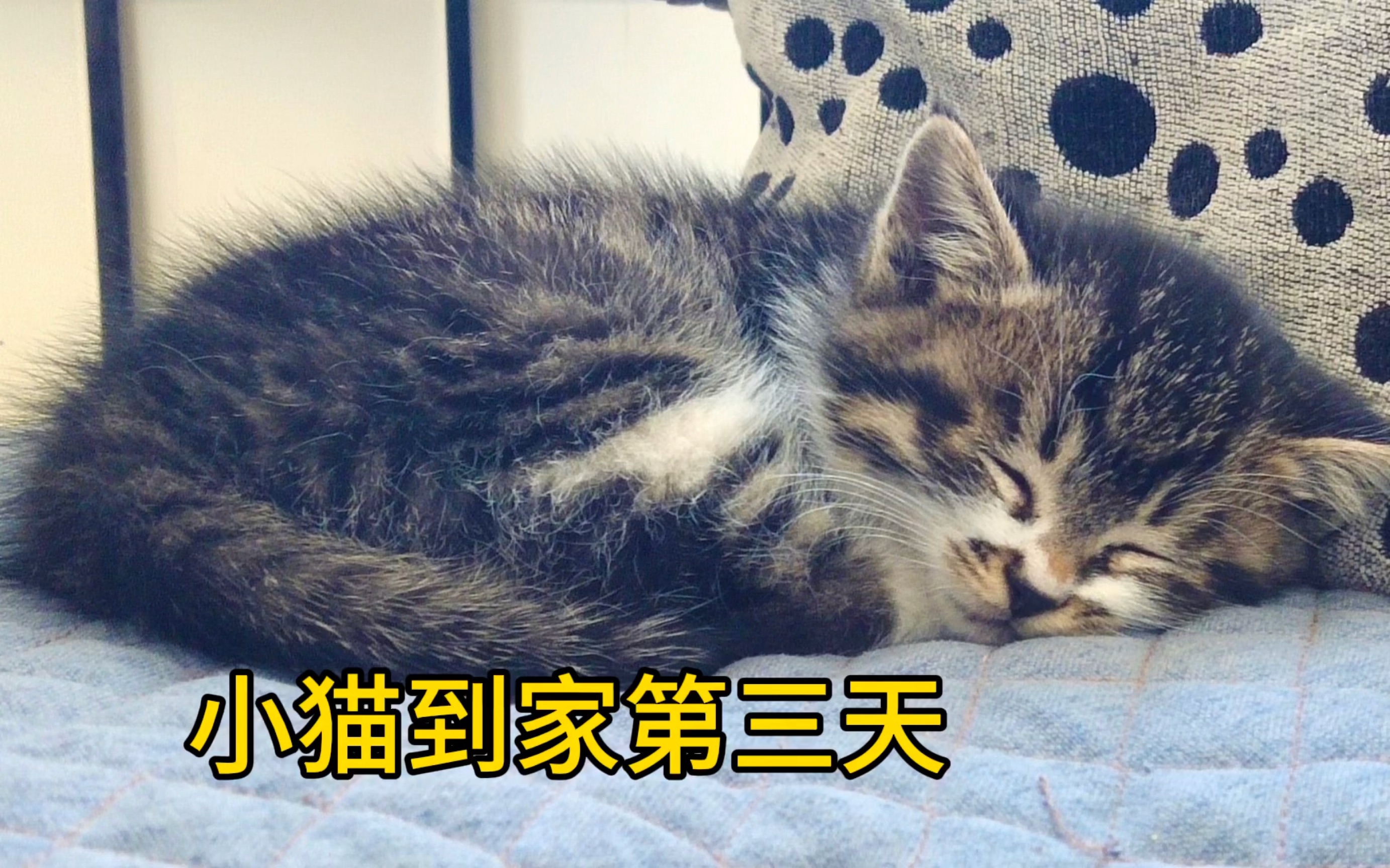 「养猫日记」小猫到家第三天(20231030)今天是好奇心拉满的小喵咪哦哔哩哔哩bilibili