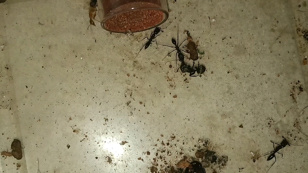 山大齿pk拟哀 拟广腹 凉山弓背蚁中集