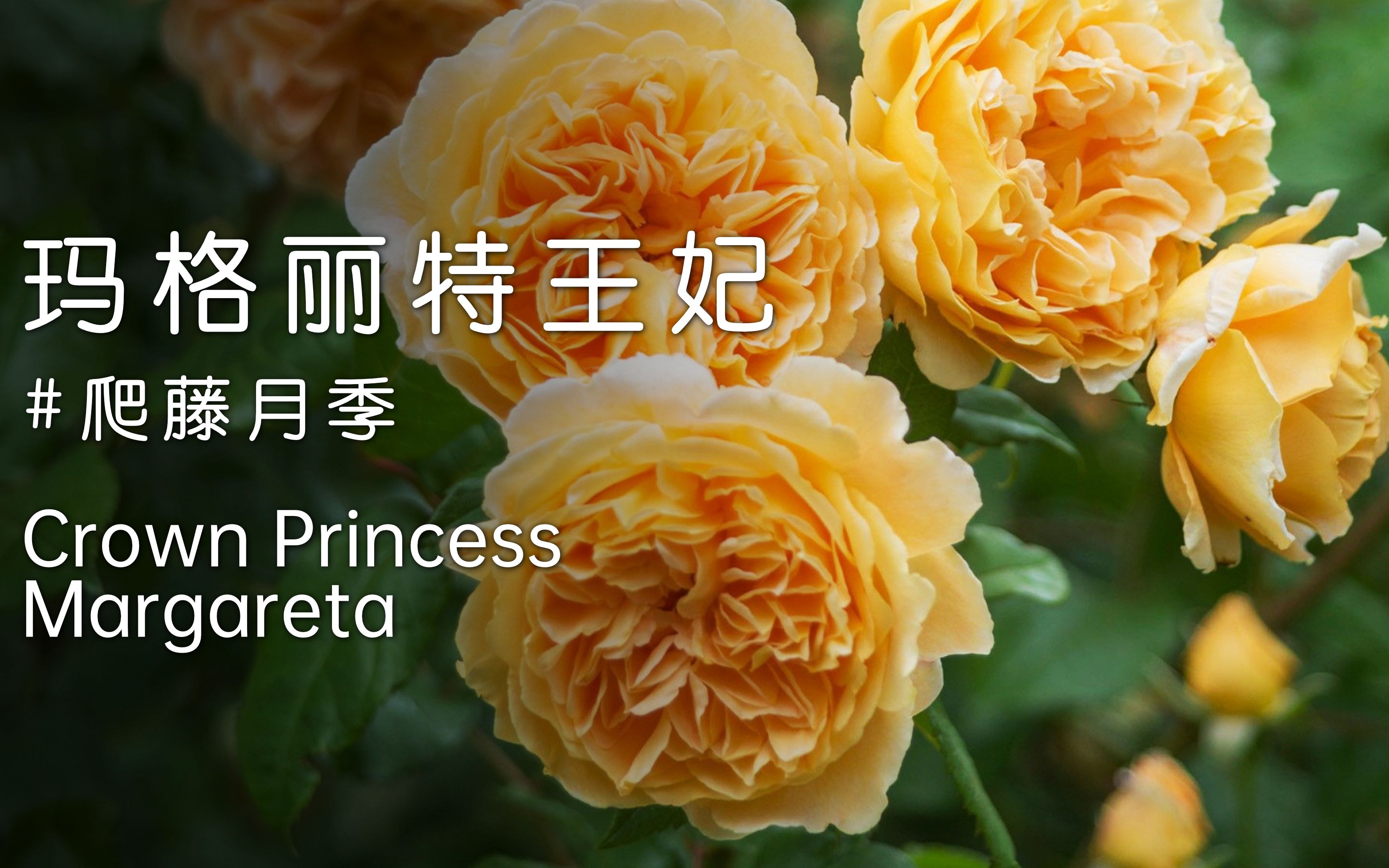 玛格丽特王妃CrownPrincess Margareta, 英国奥斯汀经典黄色系爬藤月季哔哩哔哩bilibili