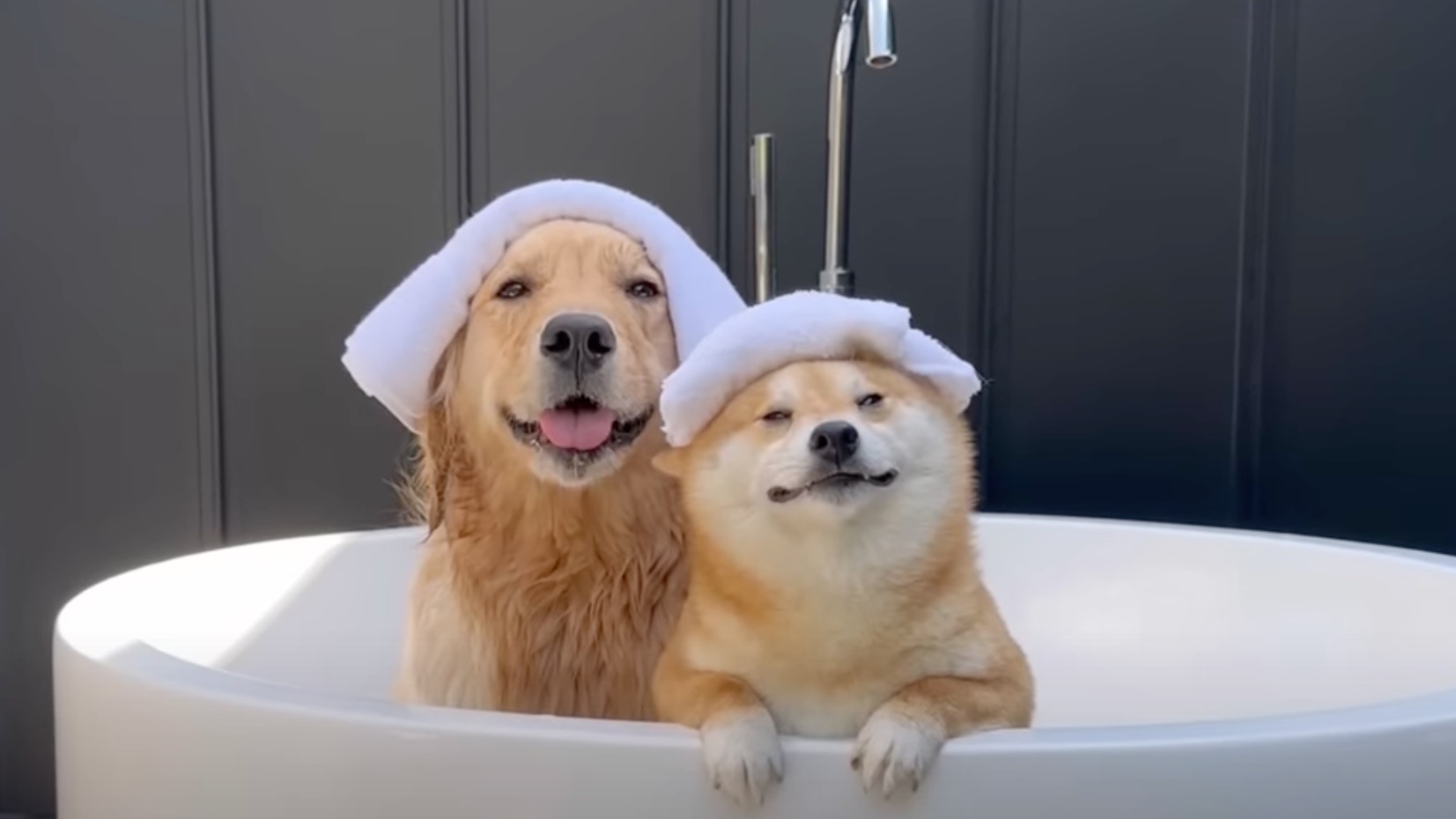 这就是当我决定给我的狗洗澡时发生的事情,因为他总是很兴奋.