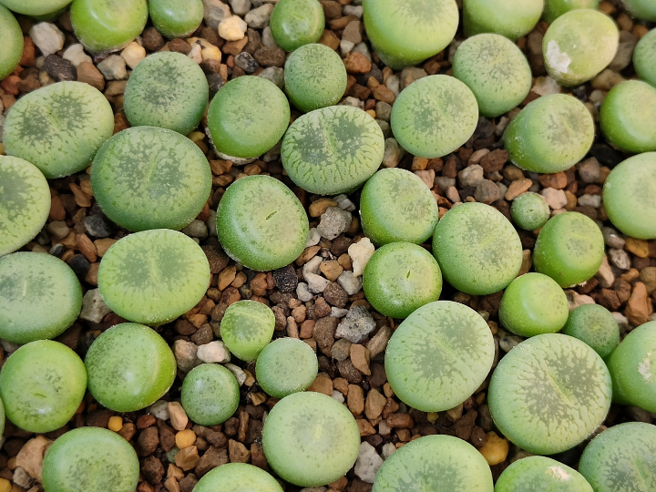 绿光阳一蜕小苗