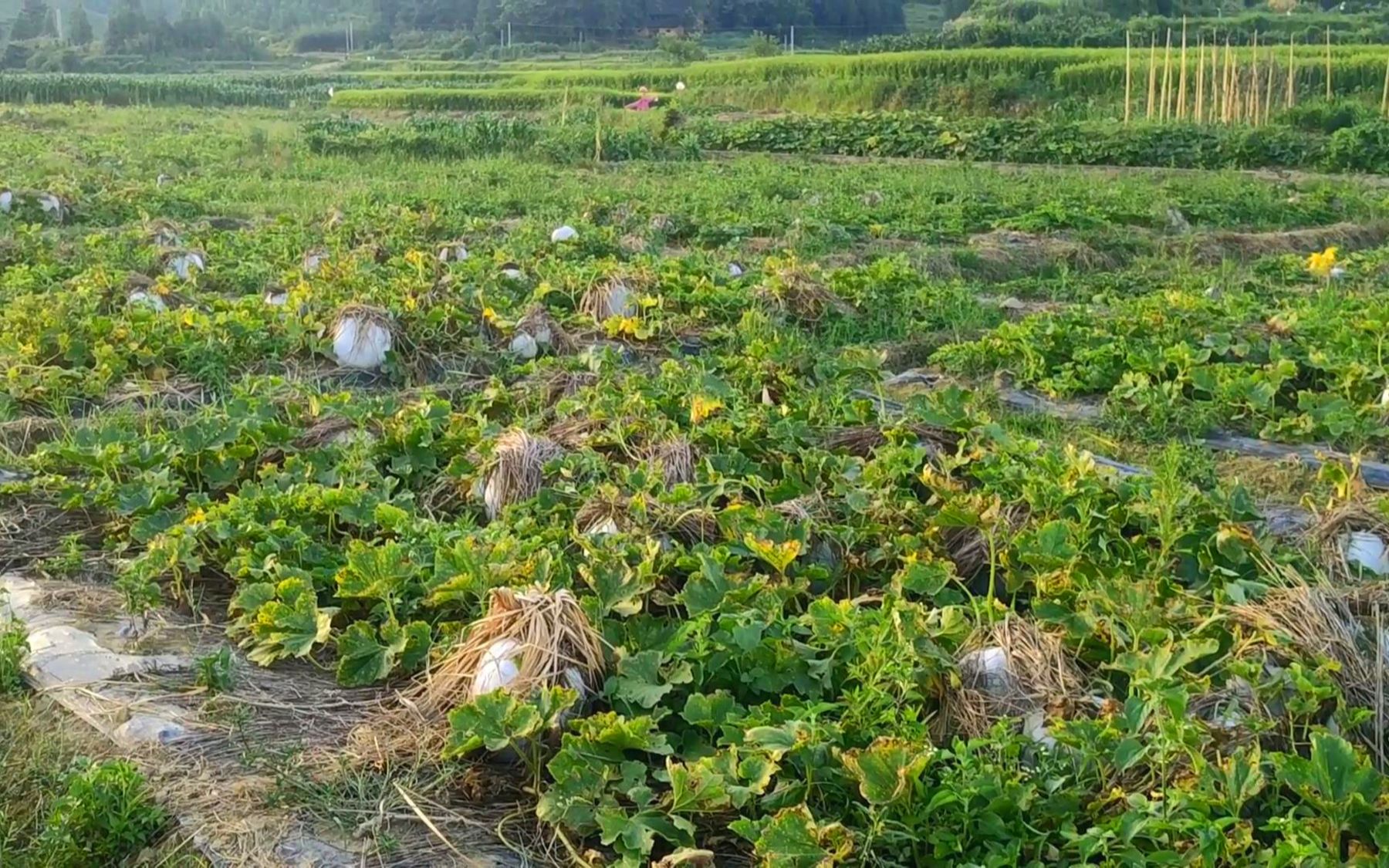 老乡承包20亩地,种植新型品种蔬菜,产量惊人一亩地高达2万斤哔哩哔哩bilibili