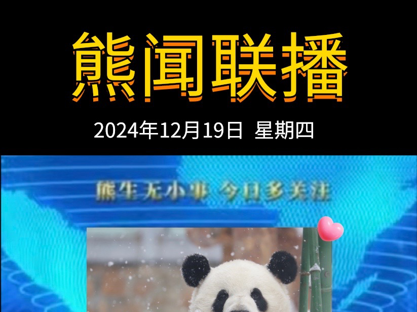 《熊闻联播》|带你了解天下熊事,2024.12.19熊圈又发生了什么?(原视频素材来源网络)哔哩哔哩bilibili