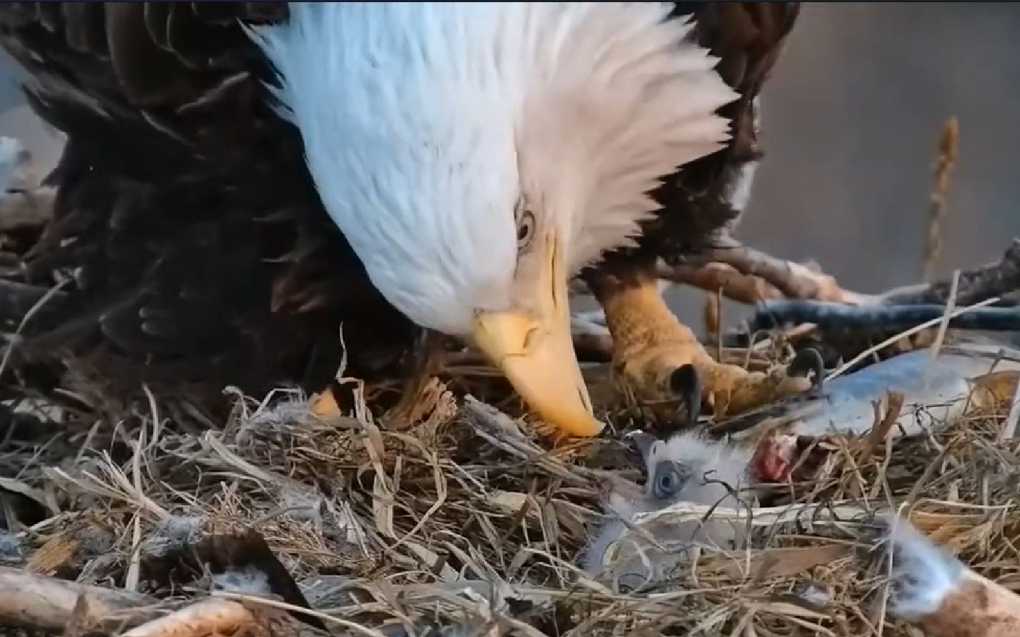 白头海雕把鱼撕成小块,喂给破壳几天的雏鸟