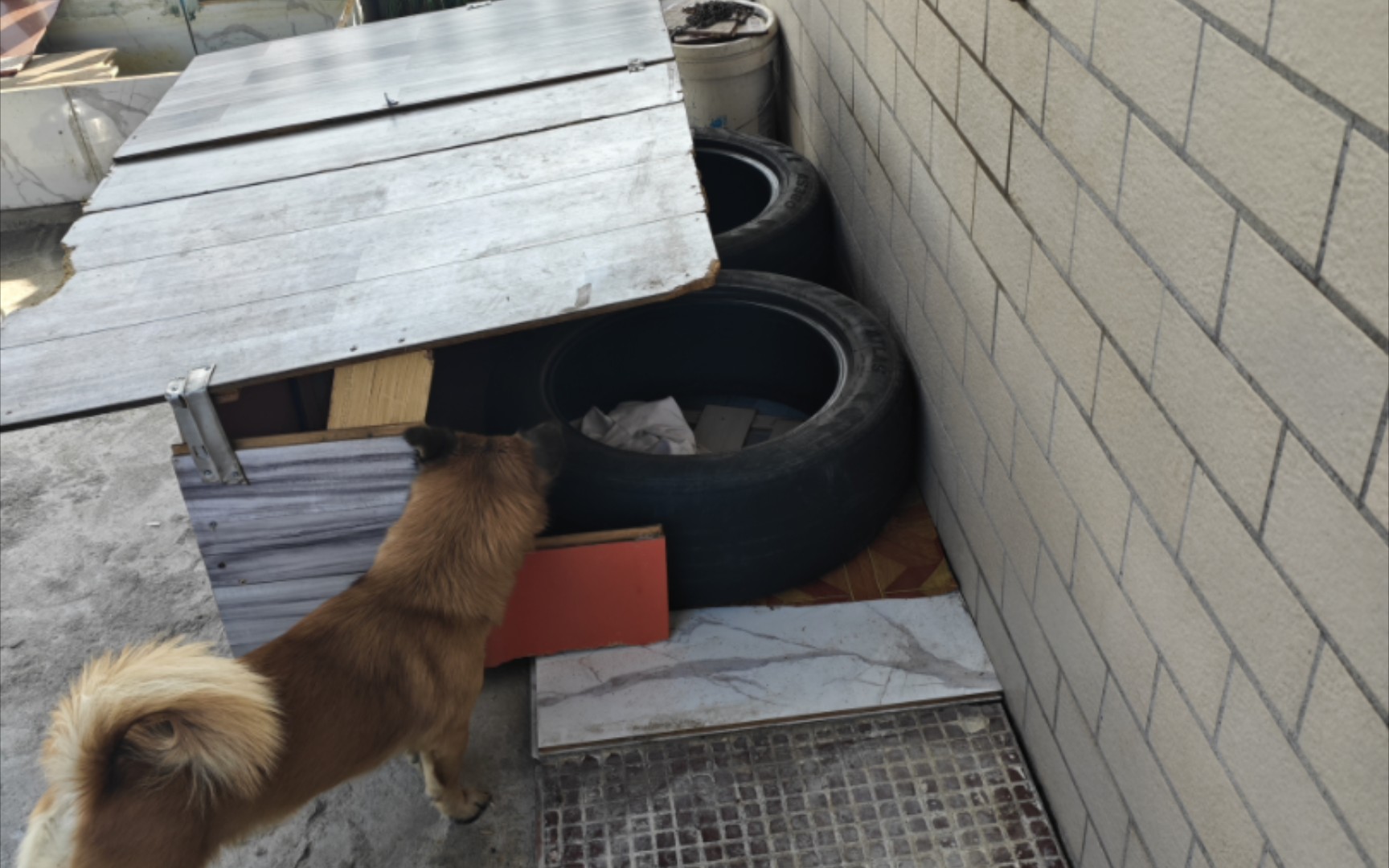 旧轮胎改造狗窝