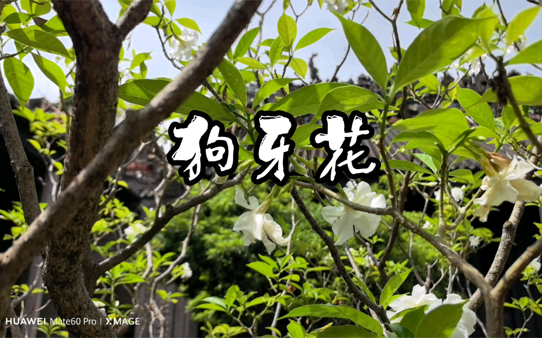 狗牙花哔哩哔哩bilibili