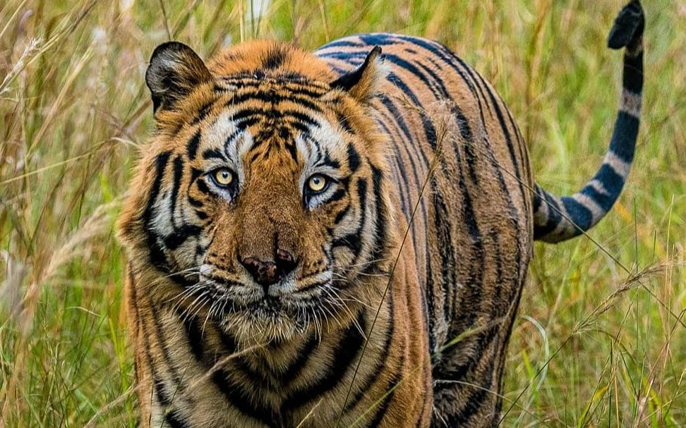 虎王塔伦表演立定跳远?笑死!