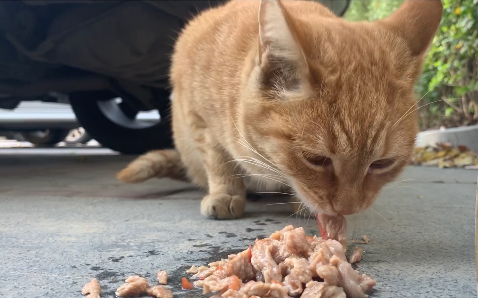 【橘猫】看橘猫吃东西非常治愈