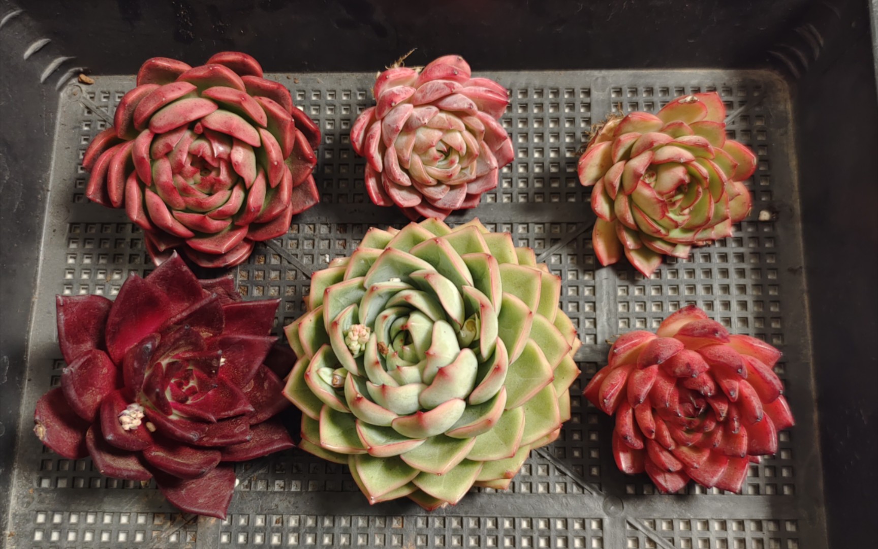 【多肉开箱】魅影,罗宾,翠玲珑,腊梅,赤影,红娘开箱