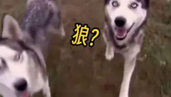 看到这里的时候我绷不住了