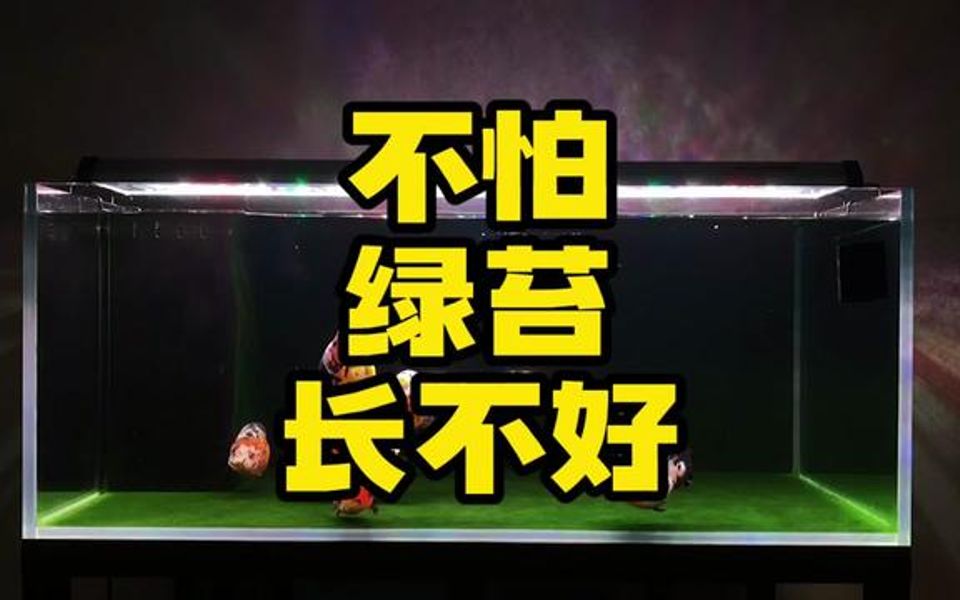 绿苔养成第一步,千万别怕长不好!使劲哔哩哔哩bilibili