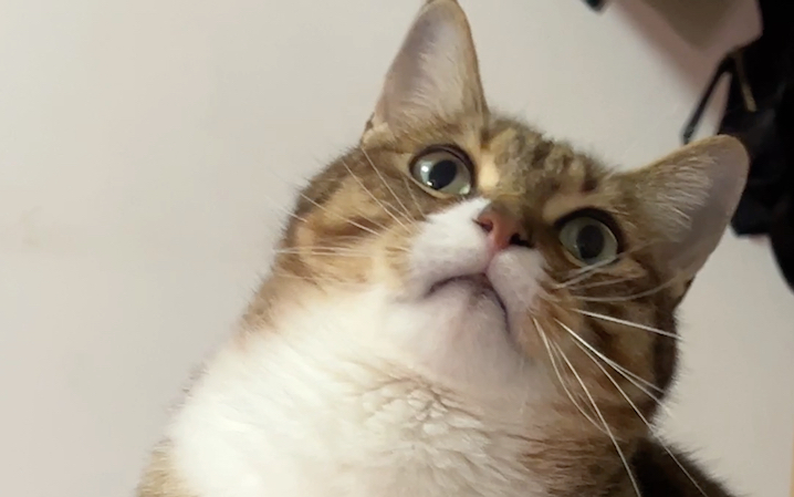 有猫可可爱爱,有的猫一脸痴呆