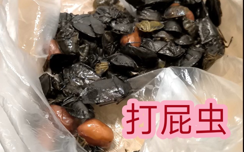 关于乐山人食用【打屁虫】珍贵视频流出哔哩哔哩bilibili