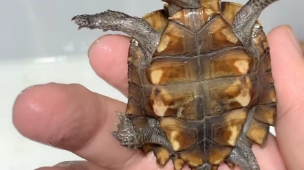 锯缘人工苗.23克.壳色偏黑.刀刻纹.开纹苗.红头黄眼.状态一流.