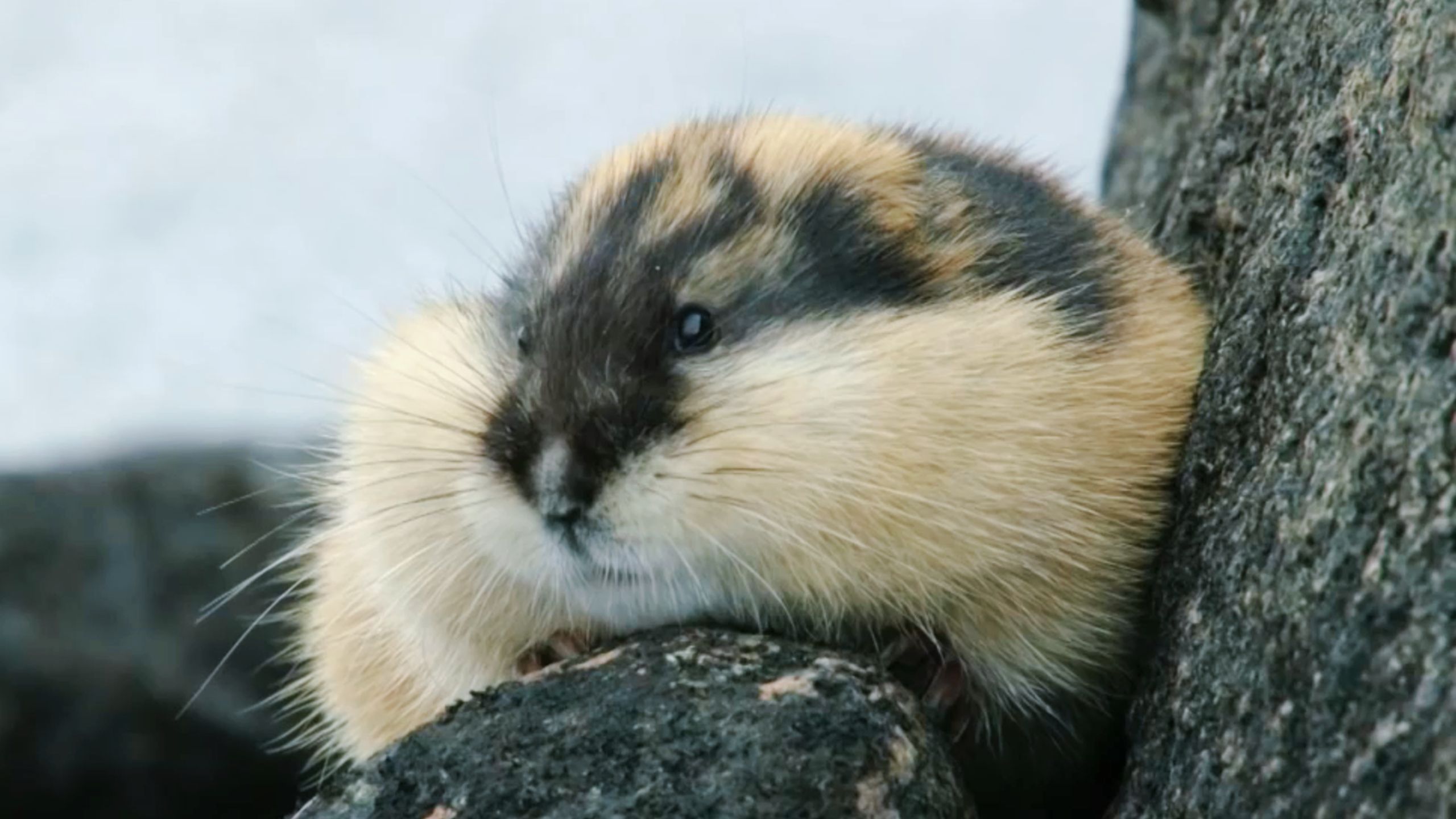 小 旅 鼠 坎 坷 励 志 的 一生