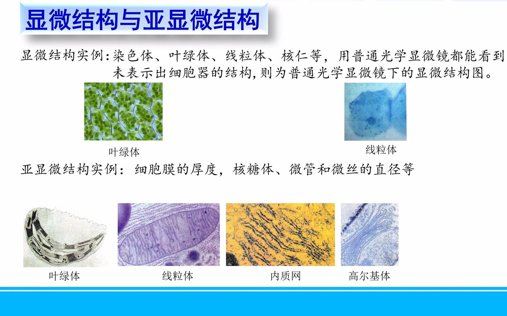 高中生物一轮复习微课1.6.10显微结构与亚显微结构74哔哩哔哩bilibili