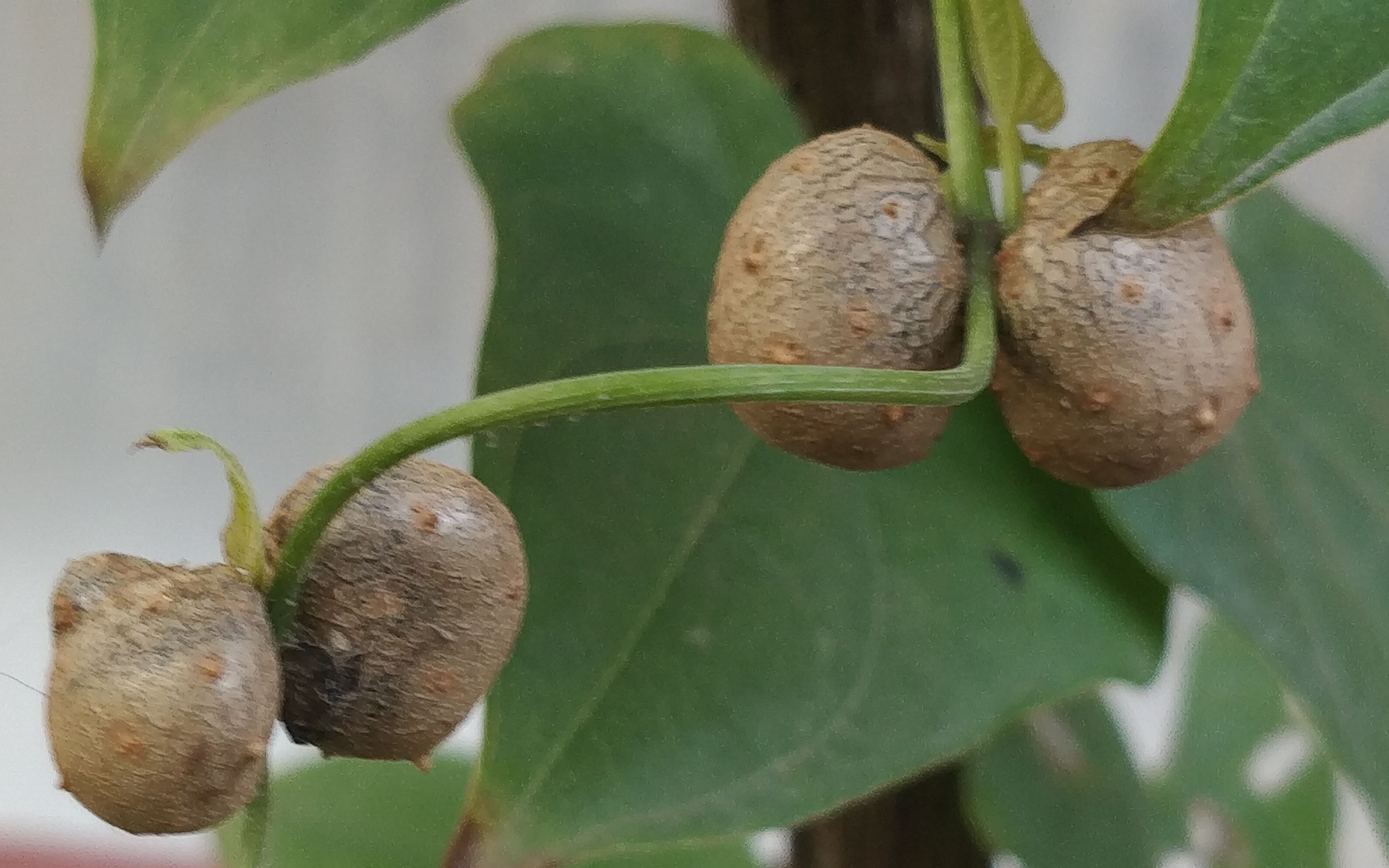 山药蛋功效(山药蛋:提高免疫力,滋补身体的好帮手)