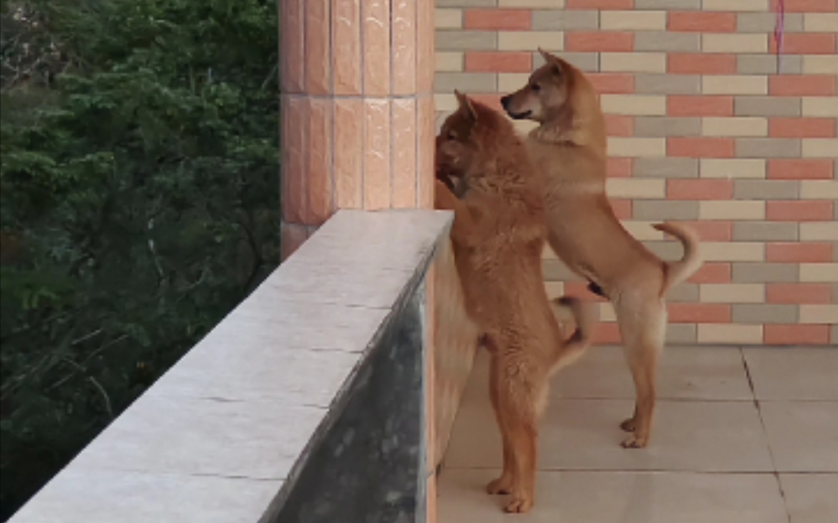 [图]冷风寻犬—狗兄弟：狗狗进化成狼的真相，不看后悔！