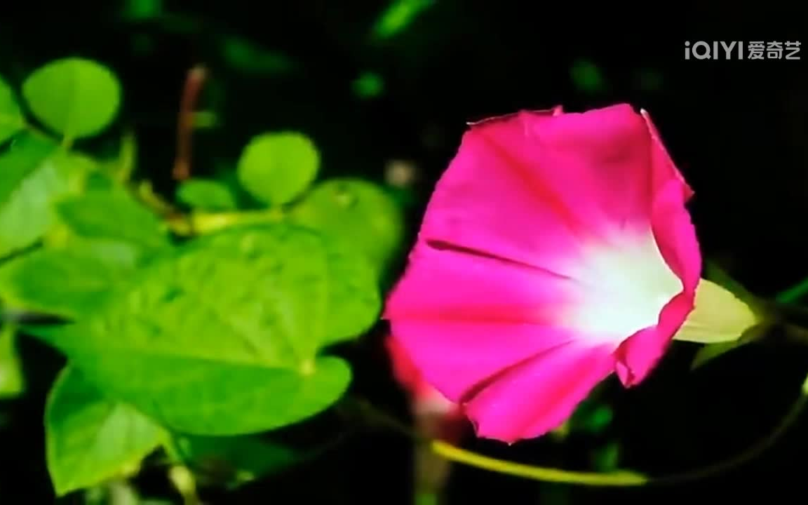 离家的孩子-卓依婷