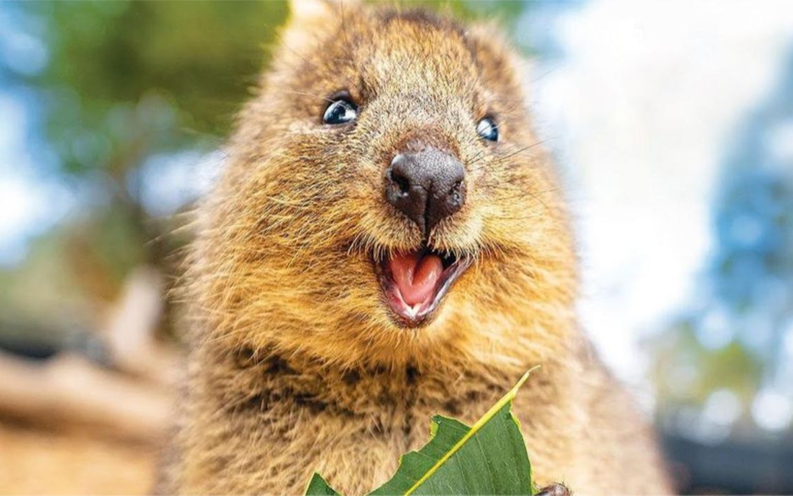 世界上最快乐的动物:一碰到危险就扔掉孩子保命,真是太离谱了