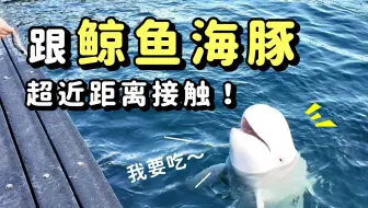 【和歌山】超近距离互动！跟鲸鱼海豚来场美好邂逅!