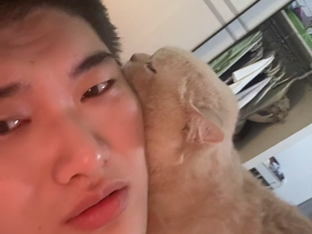 我真的非常讨厌猫