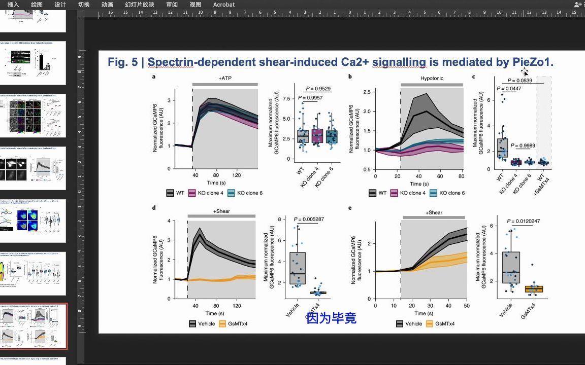 spectrin (血影蛋白)细胞骨架整合内皮机械反应(六)