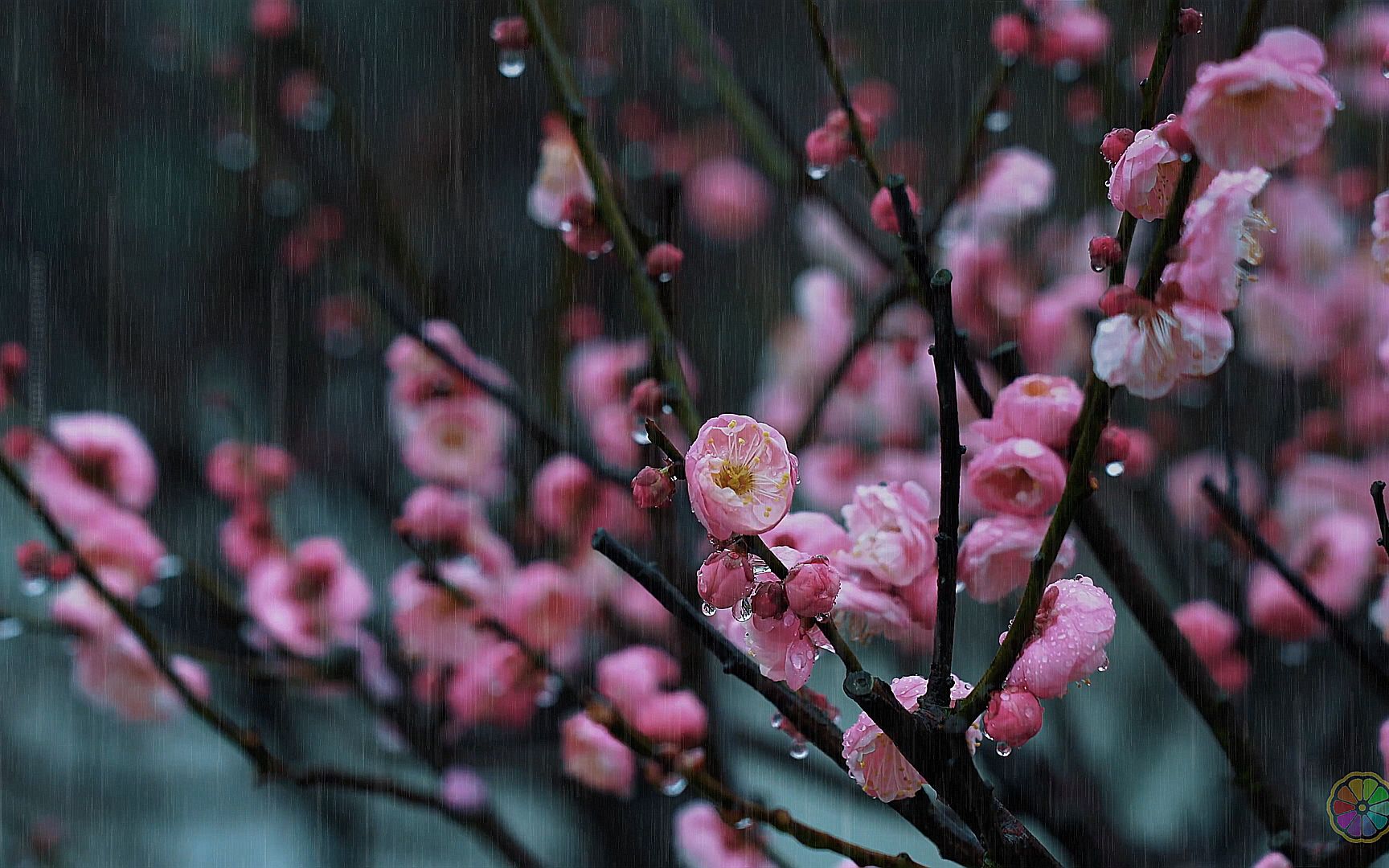 [图]🌺冬雨中的梅花，寂静的梅花园发出的舒缓雨声，让我思念起曾经的她...自然风景，4K自然视频，2022，中国 湖南省株洲市炎陵县