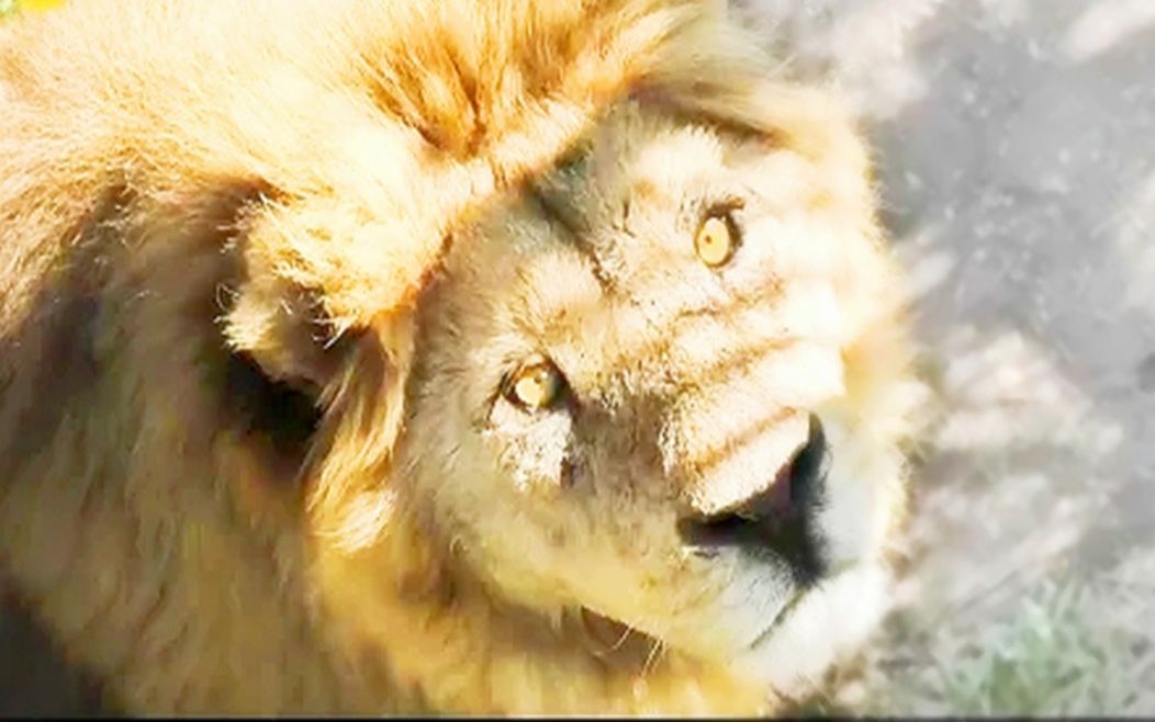 【泰加/马利什】告别,独一无二的你_哔哩哔哩