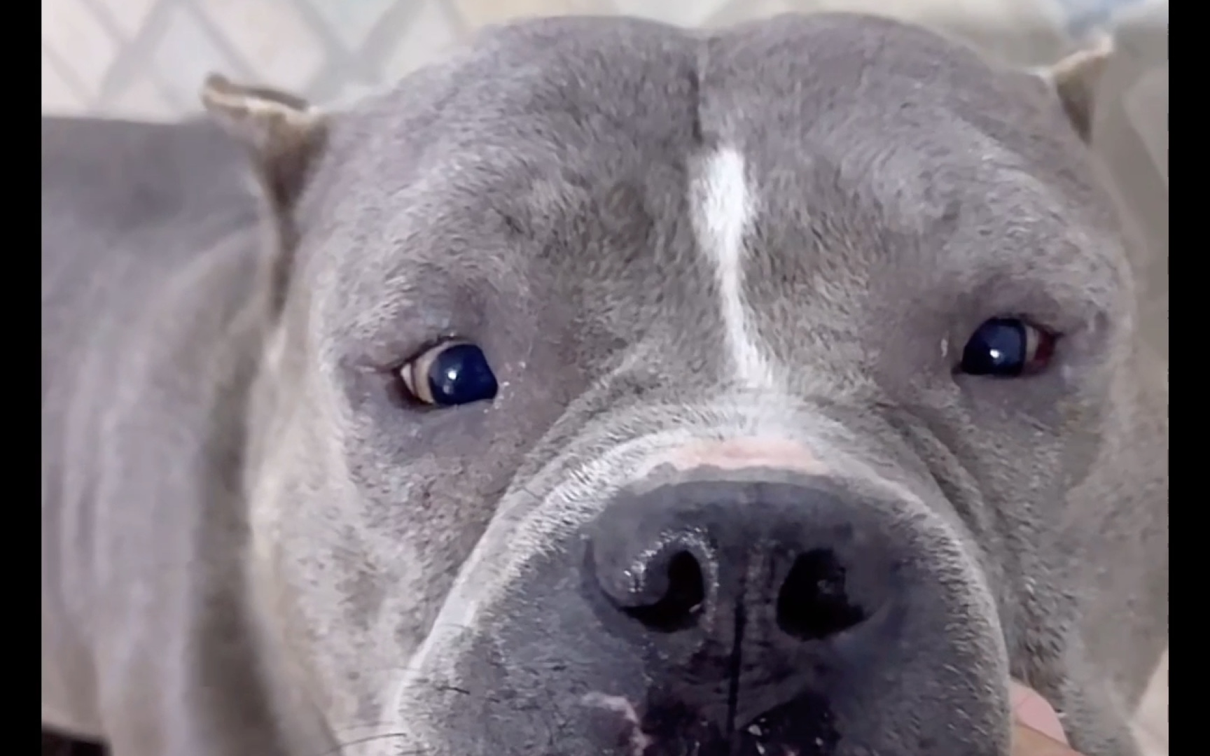 圣圣偷袭黑豹成功 10月21日豫西小丁直播切片