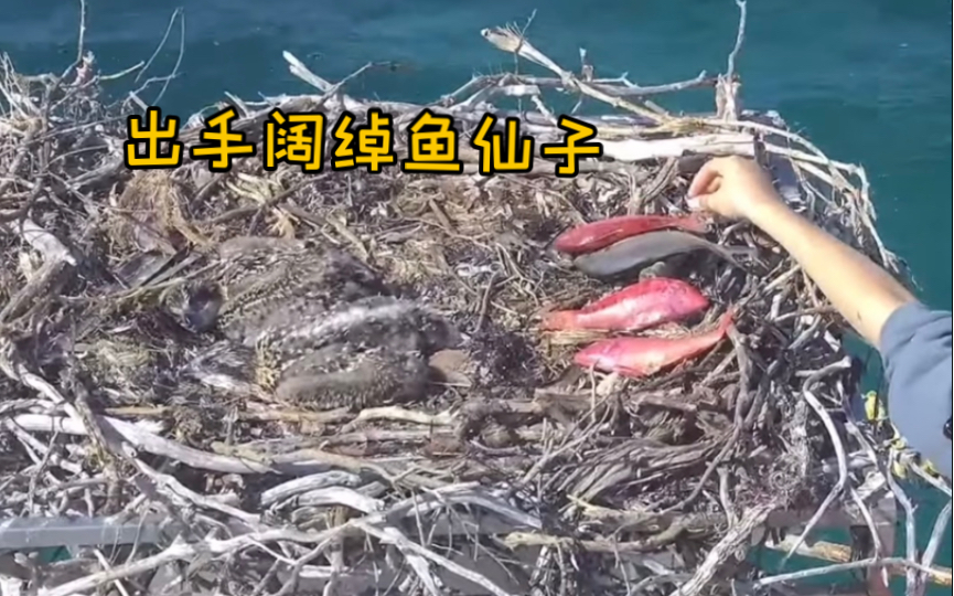 鱼仙子出手大方投喂四条鱼,"谨慎"mum犹豫一分钟后开启投喂模式