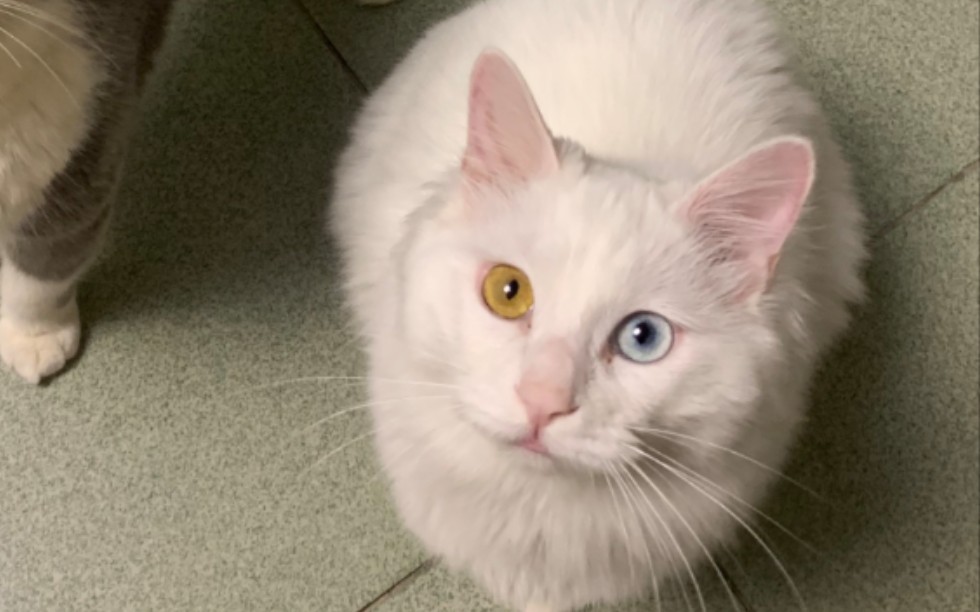 山东临清异瞳白狮子猫,又是溜我的一天