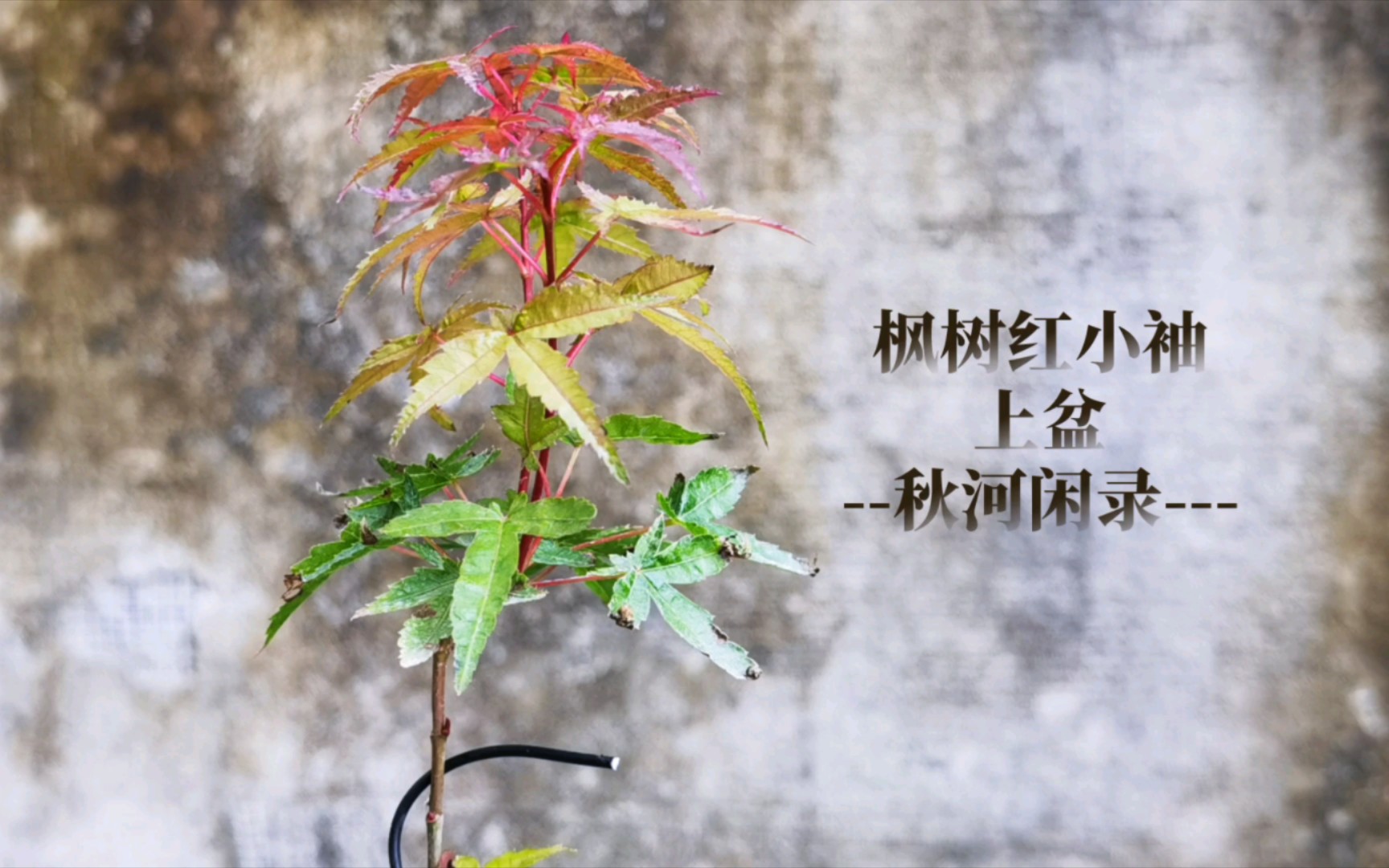 枫树红小袖上盆---秋河闲录---(23/10/28)