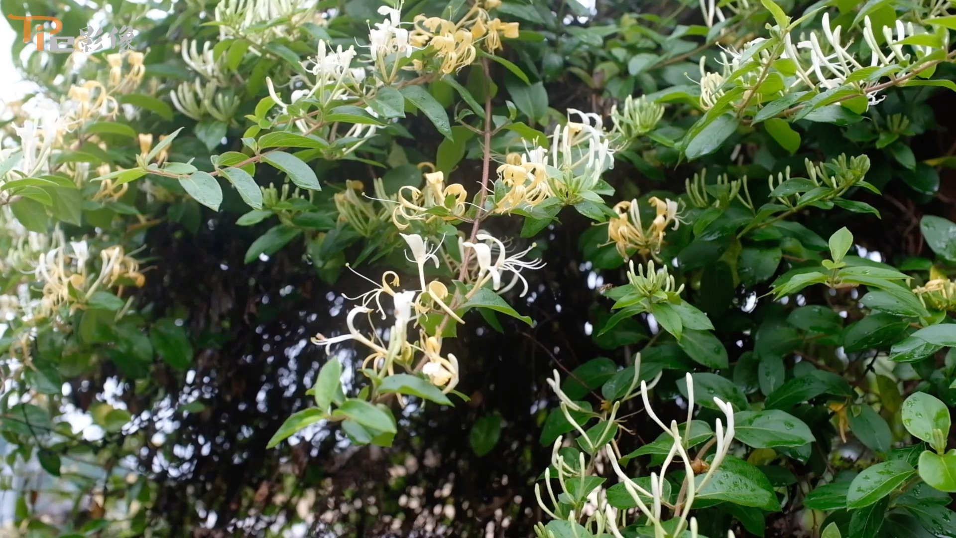 金银花(拉丁学名:lonicera japonica thunb.,别名:子风藤)