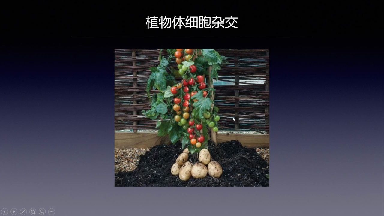 [图]植物细胞工程：植物体细胞杂交