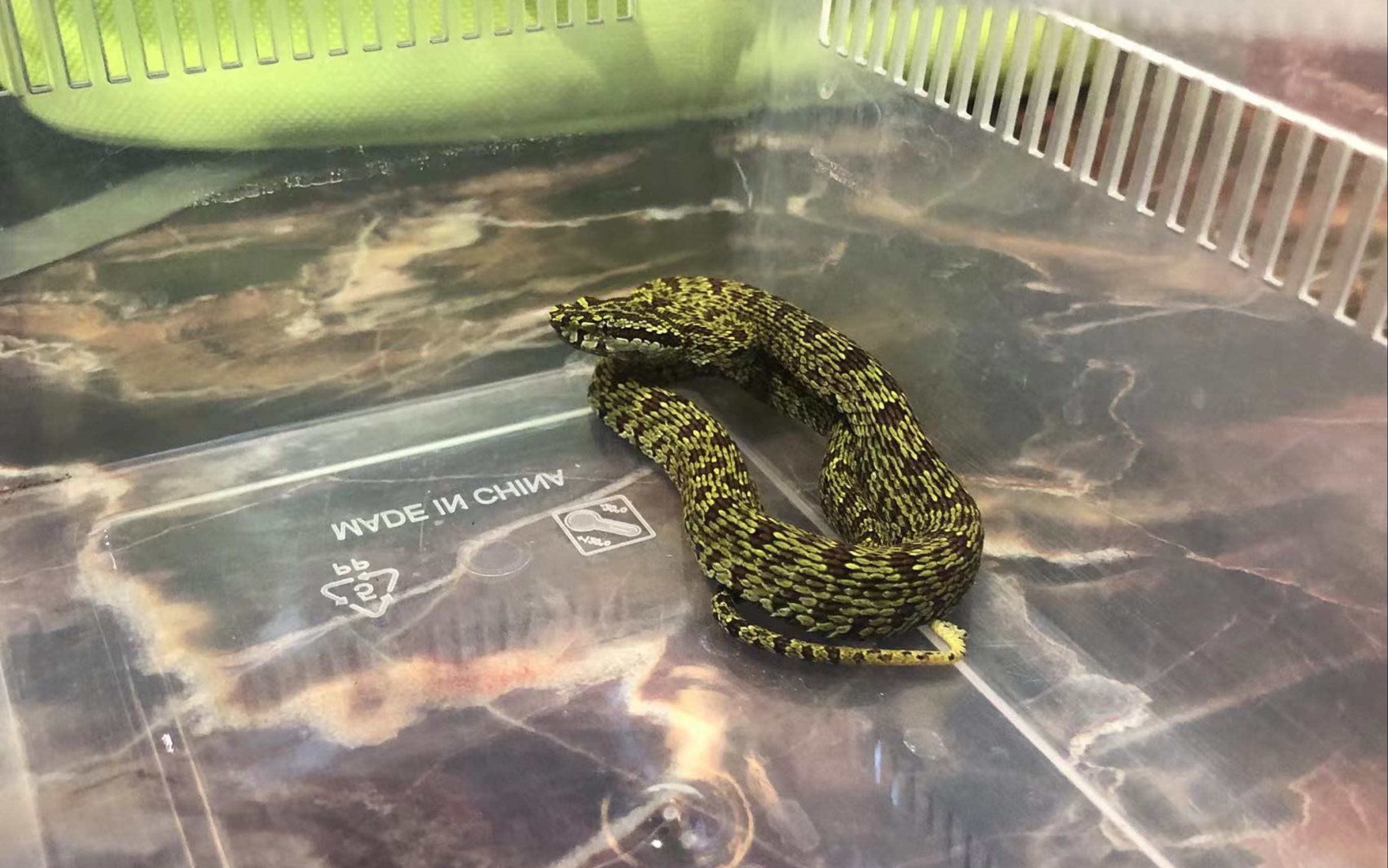 protobothrops02jerdonii 菜花原矛头蝮 又是一个亢奋的小家伙