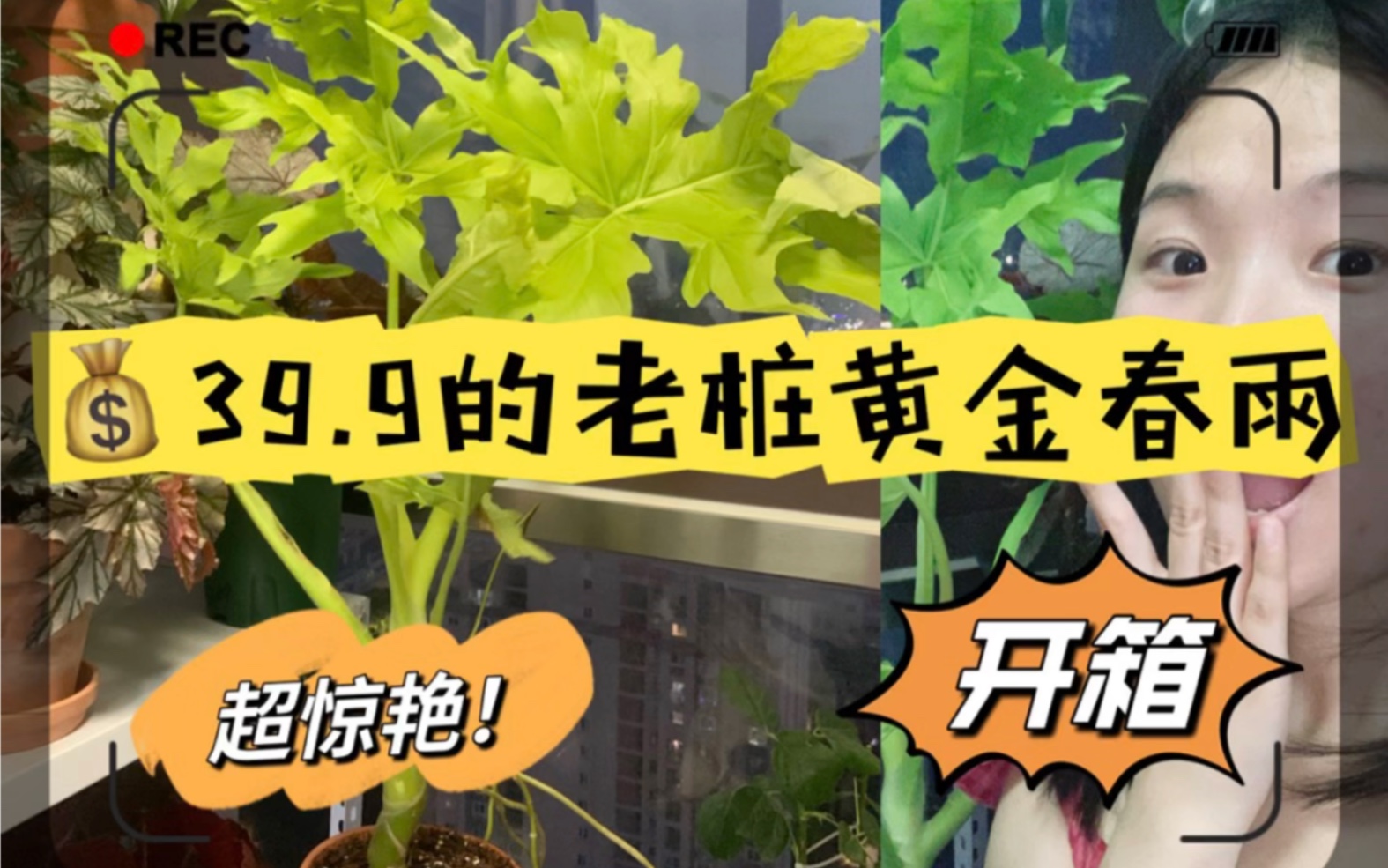 热植开箱|老桩黄金春雨,只要39.9!哔哩哔哩bilibili