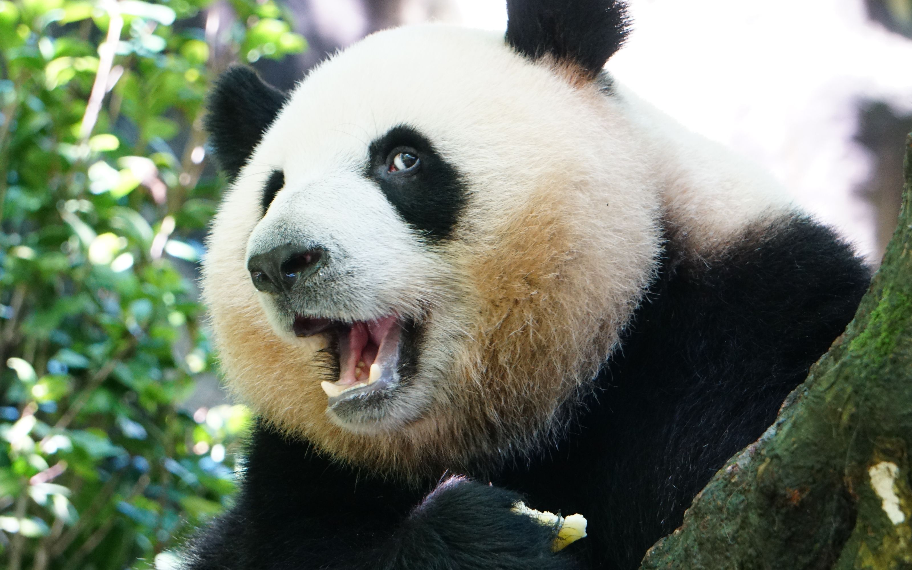 【梅兰肉肉】突然有果果从天而降,惊喜