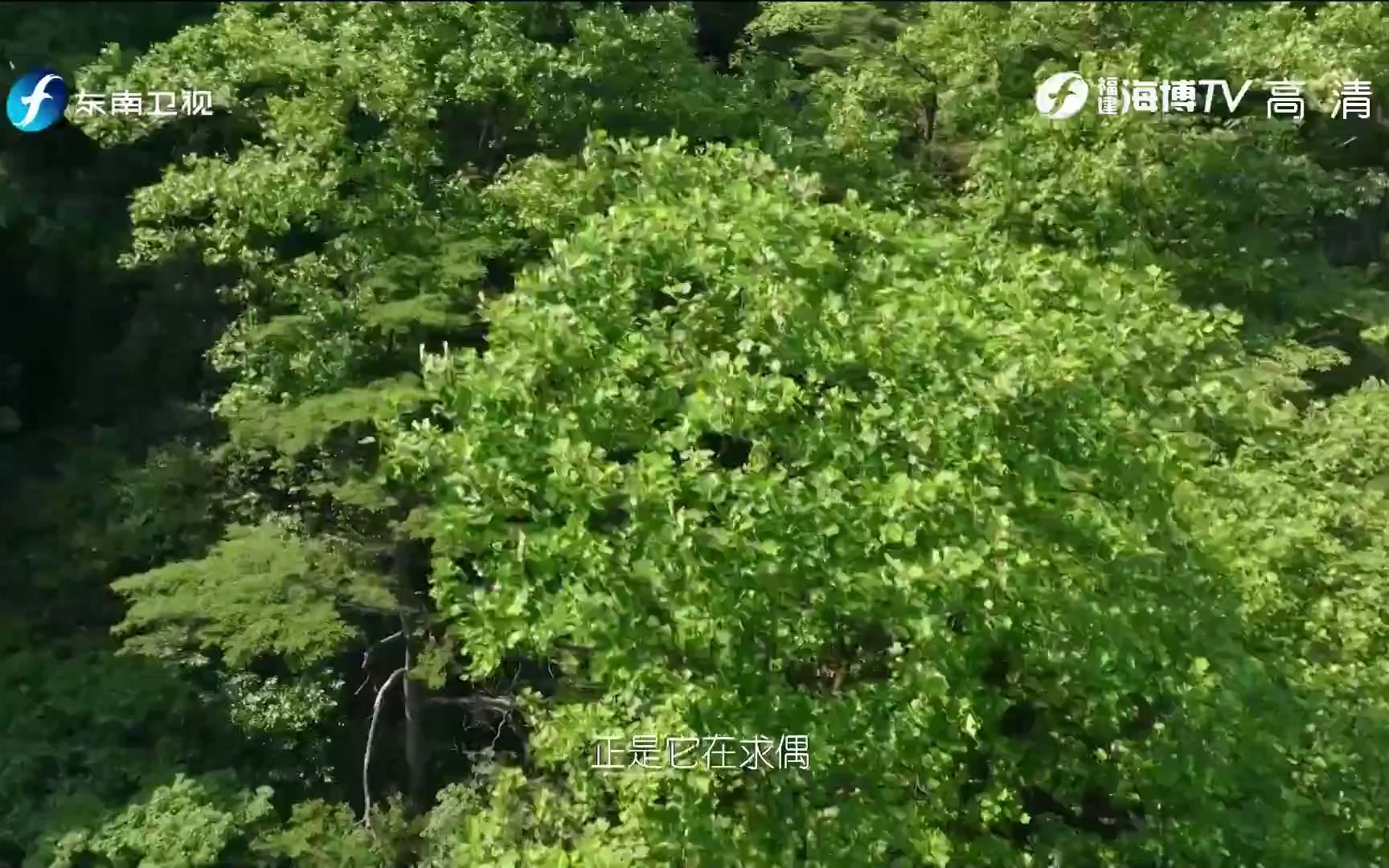 [图]《武夷山·我们的国家公园》先导篇