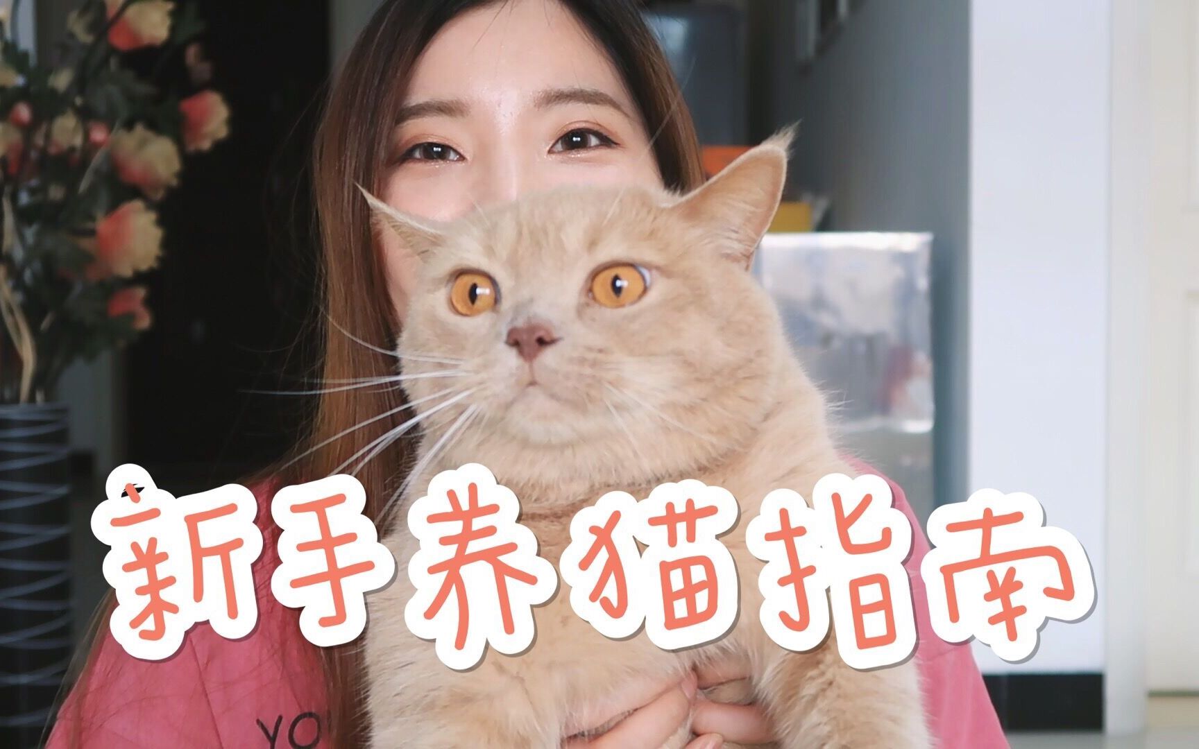 干货!新手养猫指南分享~~橘猫英短哔哩哔哩bilibili