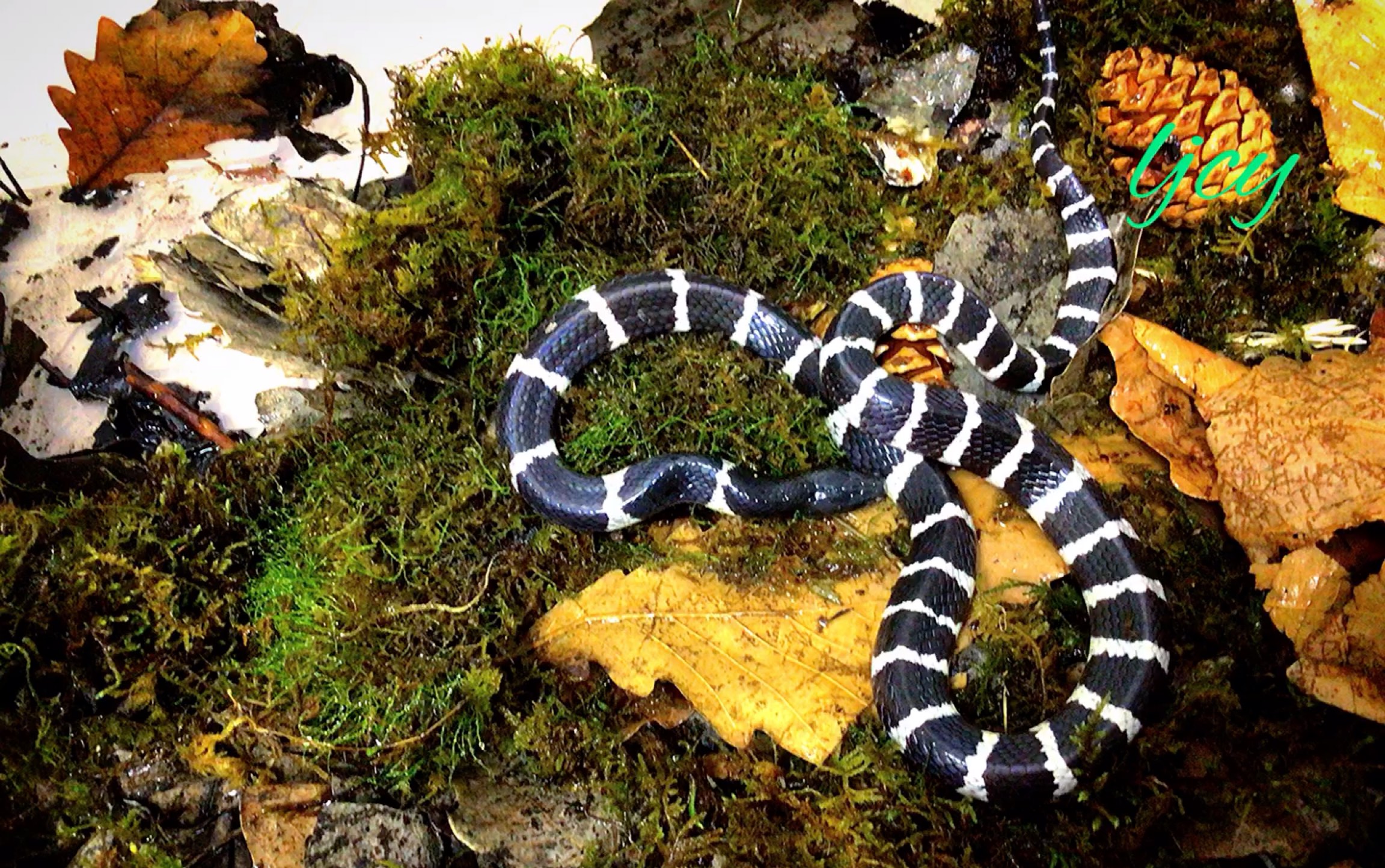 银环蛇进食稀有影像(不是,亚洲第二毒,中国第一毒