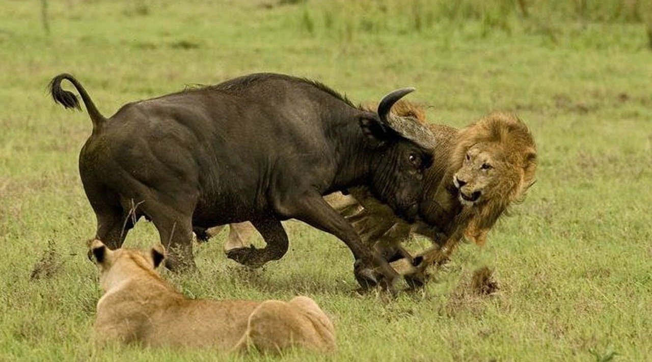 年迈狮子想要捕食野牛,结果惨遭野牛反杀,镜头拍下全过程
