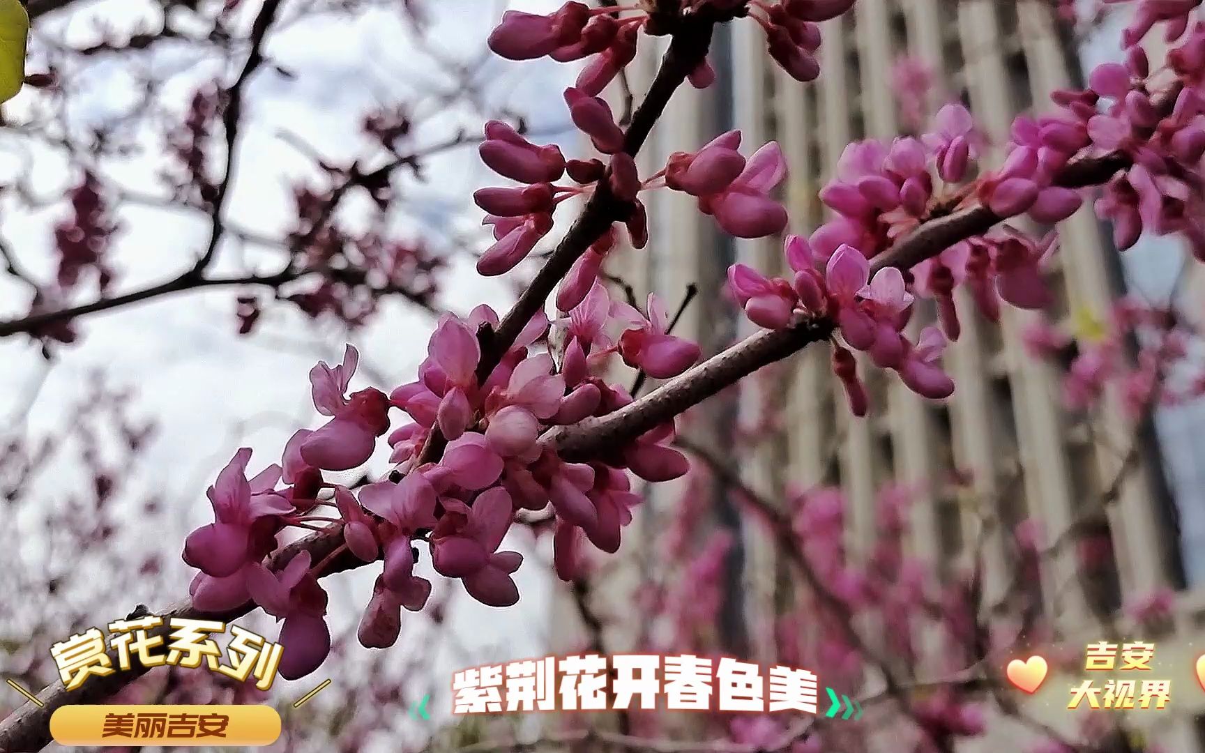 [图]吉安赏花：紫荆花开春色美