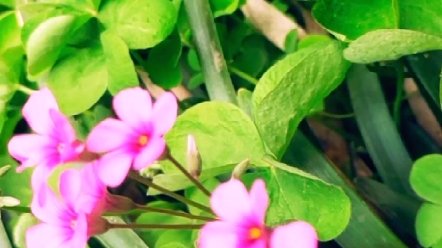 红花酢浆草叶子图片